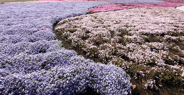 Phlox / Phlox subulata / 芝桜(しばざくら)