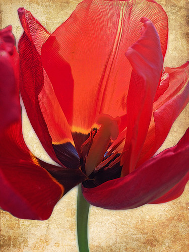 tulip flower story red one sunrise texture vintage wilted stamen springtime challengeyouwinner cyunanimous cy2