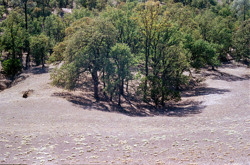 ranch trees oak dirtroad