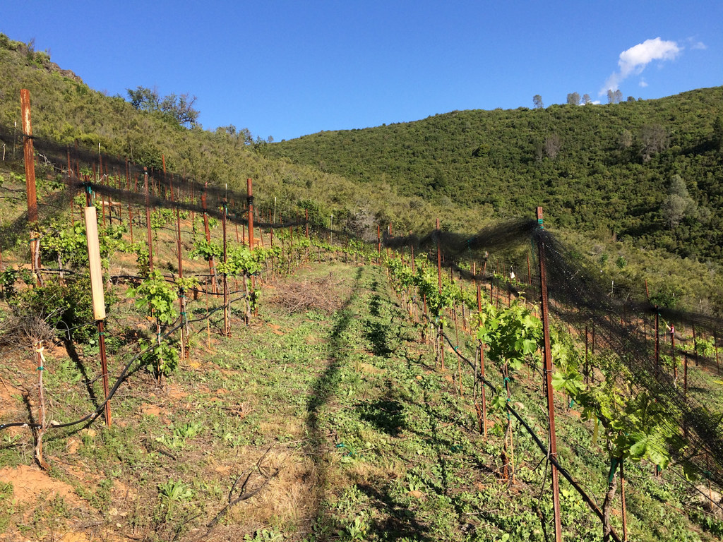 Vineyard Netting, Up a Giant Hill! 3