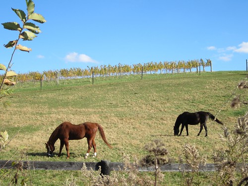 horse virginia vineyard vines royal front
