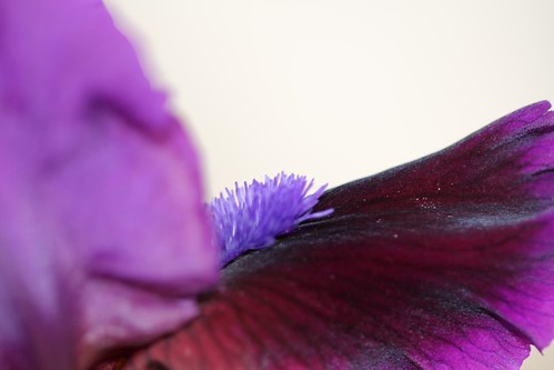 Iris intermédiaire 4