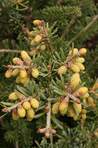 Cones on a small spruce