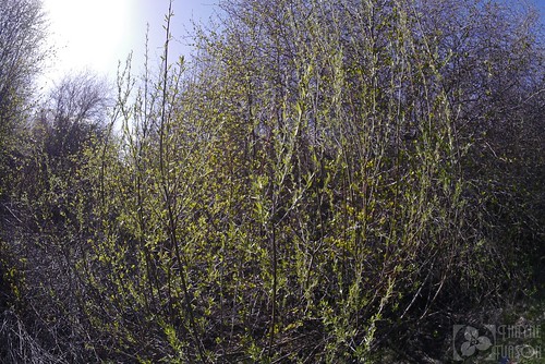 washington willow salix salicaceae klickitatcounty salixgeyeriana geyerwillow geyerswillow