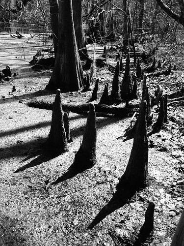 cypressswamp merchantsmillpond gastonnc