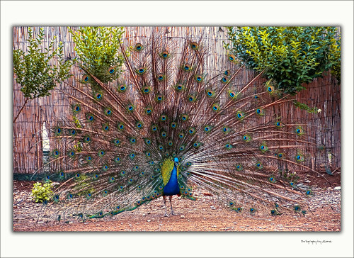 naturaleza nature geotagged golden natura olympus peafowl gettyimages pavoreal specialtouch quimg quimgranell joaquimgranell mygearandme afcastelló obresdart gettyimagesiberiaq2