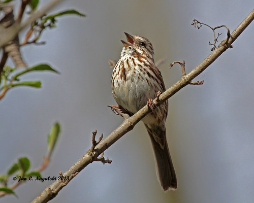 bird nature spring bokeh michigan wildlife may sparrow songbird songsparrow melospizamelodia canon60d jannagal lakestclairmetropark jannagalski