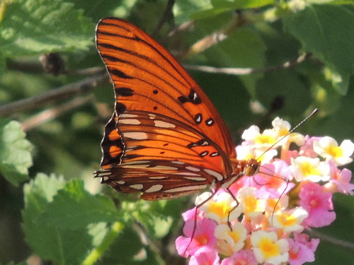 lantana gulffritillary butterfly flower flyingflower blooms summer