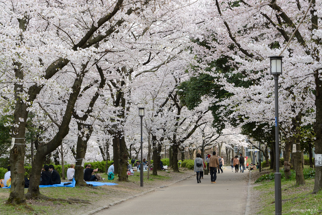 桜