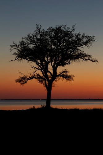 sunset sea tree beach water silhouette canon bay florida vegetation okaloosa northwestflorida choctawhatchee