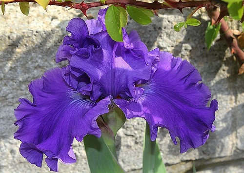 Iris - floraisons 2011 - Page 2 8667781536_4b6e649802