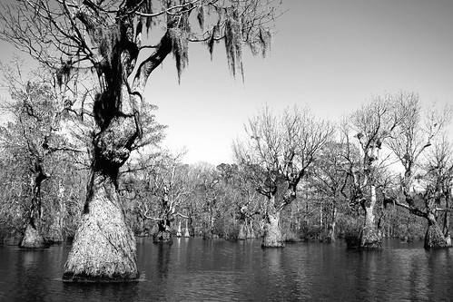 cypressswamp merchantsmillpond gastonnc