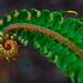 Unfurling fern in Seattle (200mm / 300mm; 1/60; f/5.6)