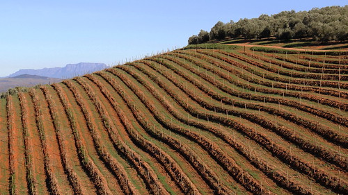 africa landscape paul vines pix farm south western cape psk grape stellenbosch winelands knipe pskpix