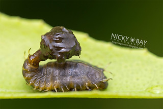 Tortoise Beetle larva (Silana farinosa) - DSC_5086