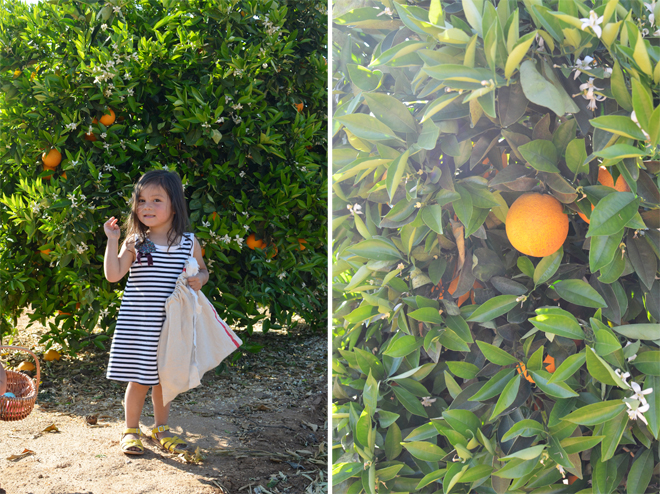 egg hunting in an orange grove