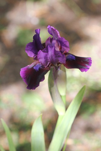 Iris intermédiaire