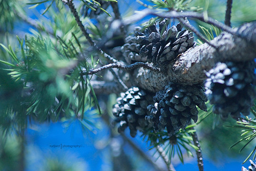 tree spring evergreen pinecones