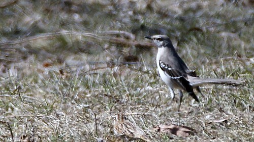 nature minnesota birds northernmockingbird duluth parkpoint stlouiscounty tonymitchell