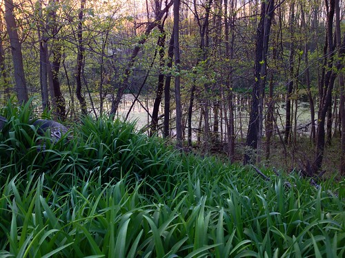 water creek pond woods michigan swamp howell