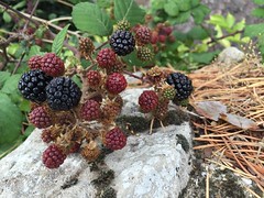 Blackberries at Old Soar