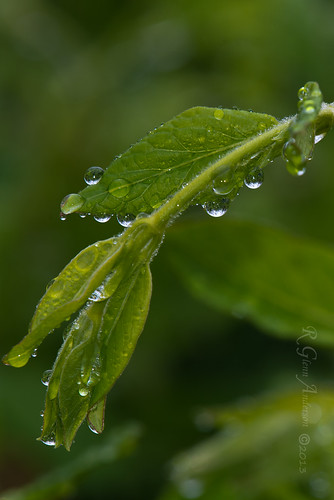 water refraction droplet greenery shrub raindrop d600 naturallens