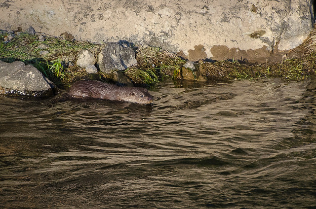 Otter / Nutria