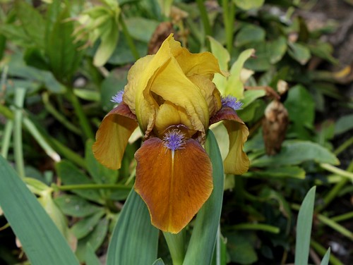 Iris nains (6)