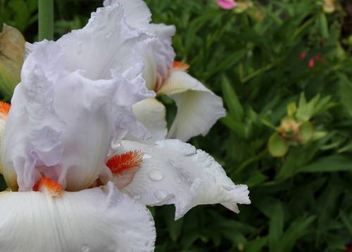  Nos Iris : floraisons 2012 - Page 2 8665618870_c4faf8930d