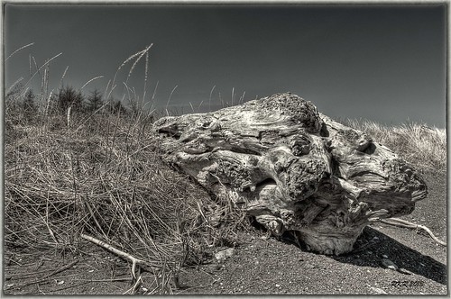 beach log driftwood weathered