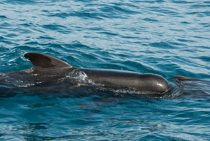 Paseo en barco y avistamiento de cetáceos en la bahía de Mazarrón