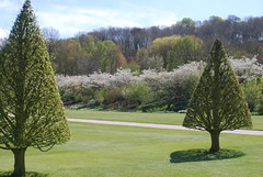 Hazel Tree Cones - Photo of Crécy-en-Ponthieu