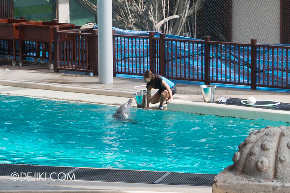 Marine Life Park Singapore - Adventure Cove Waterpark - Dolphins and trainers 2