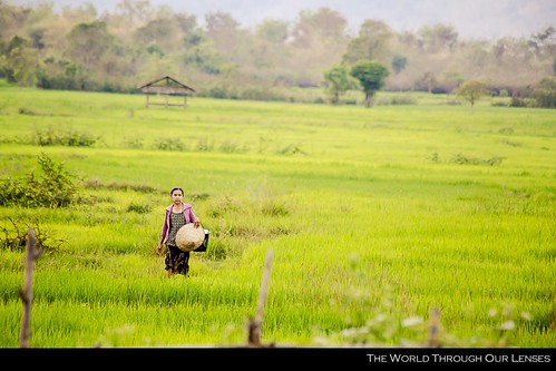 woman green field evening rice laos lao champassak trip2013 theworldthroughourlenses