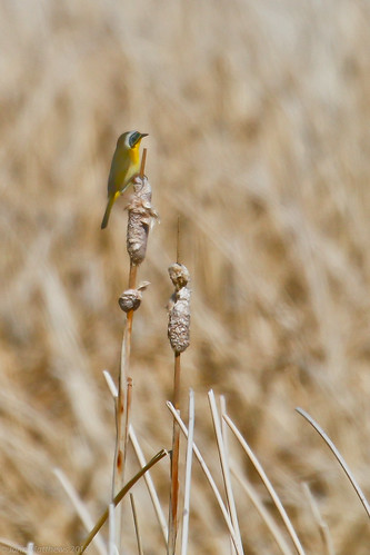 birds commonyellowthroat harneyco audubonfieldtrip knoxpond