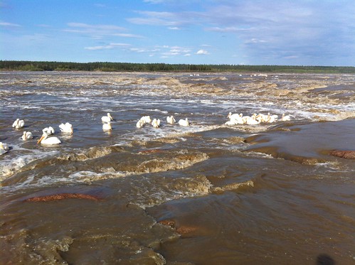 canada pelicans nt nwt rapids northwestterritories fortsmith slaveriver rapidsofthedrowned