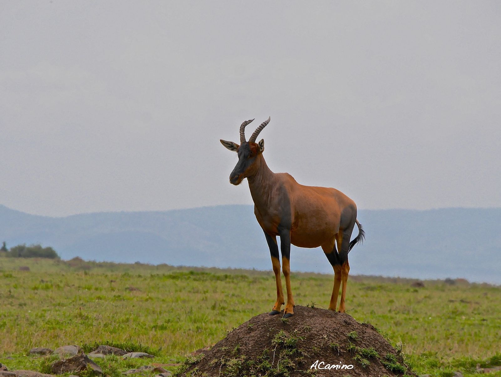 12 días de Safari en Kenia: Jambo bwana - Blogs de Kenia - 2º safari en el Mara: Hipos, Leones, Leopardos, hienas, jirafas, puesta de sol (4)
