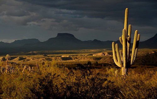 2014 arizona cacti desert flickr gps landscapes mountains pinalcounty saguarocactuscarnegieagigantea sanpedrorivervalley usa unitedstatesofamerica