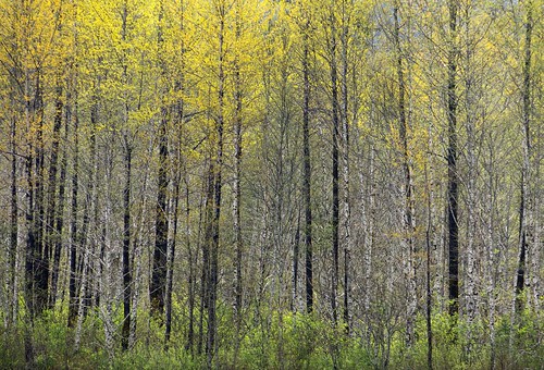 trees painterly forest britishcolumbia patterns skeena canadapt