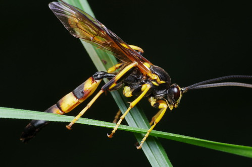pentax k3 pentaxdfa100mmf28macro raynox dcr250 macro wasp insect parcnationaldelajacquescartier lacbuvard leperdreau bug km18 insecte guêpe