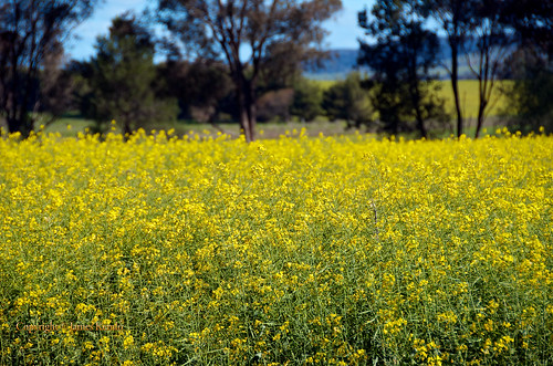 yellow rural australia nsw oil farms crops agriculture pastureland ©jameskemlo ©junpeihayakawa canolaplantations