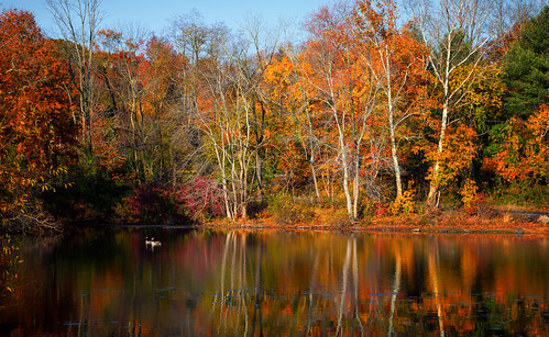 autumn trees reflection fall nature water leaves landscape wildlife nj davidsonsmillpondpark