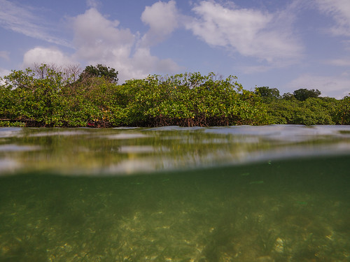 costarica underwater mangrove panama bocasdeltoro 365pic