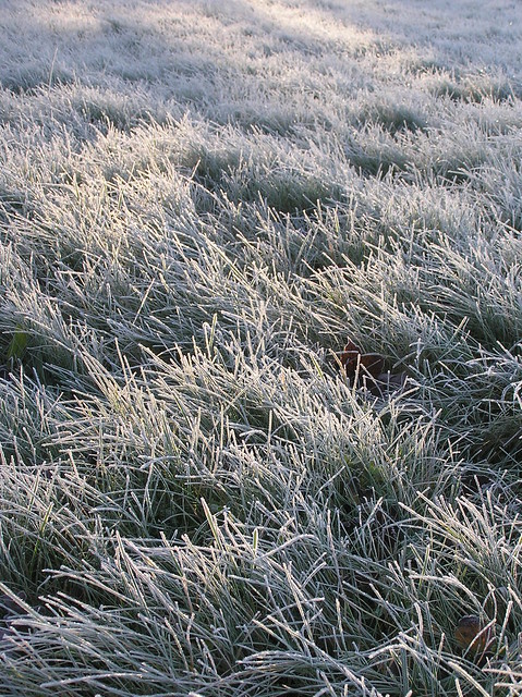White frost on grass