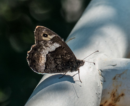 bulgaria butterfliesgraylings butterflymoth europe peterphoto woodlandgrayling asenovgrad plovdiv