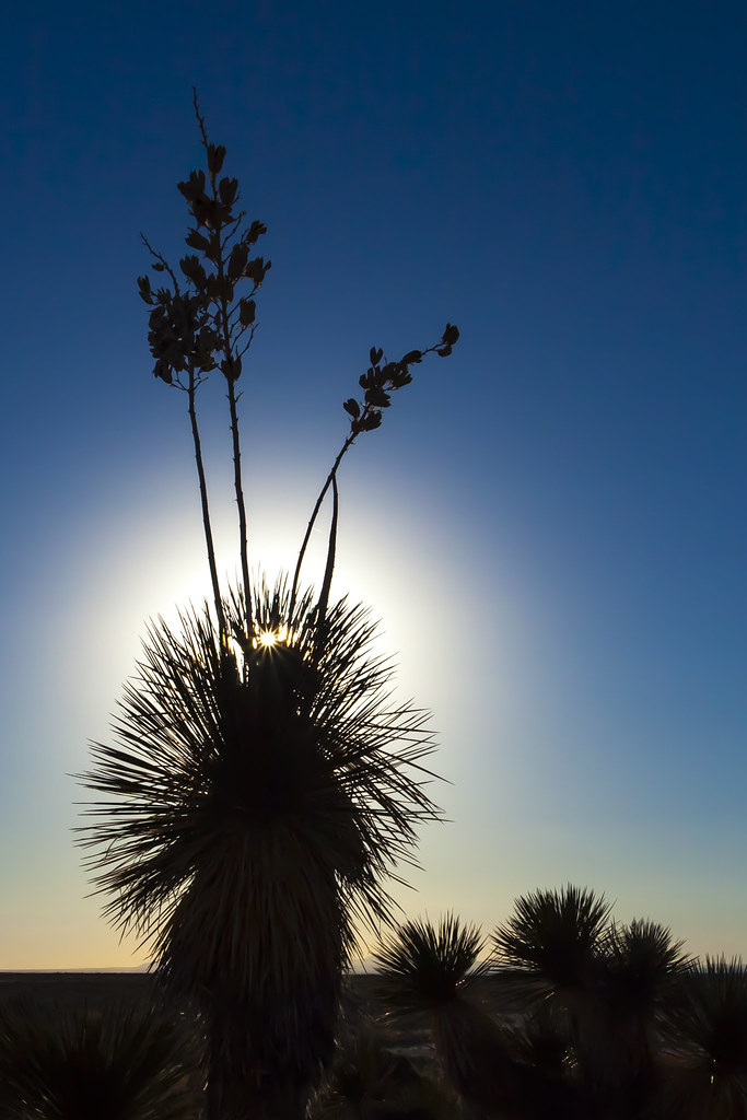Carlsbad New Mexico - First Place: Sun Behind a Yucca