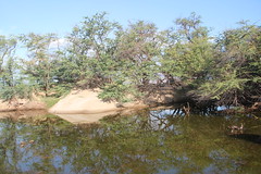 Brackish Pond