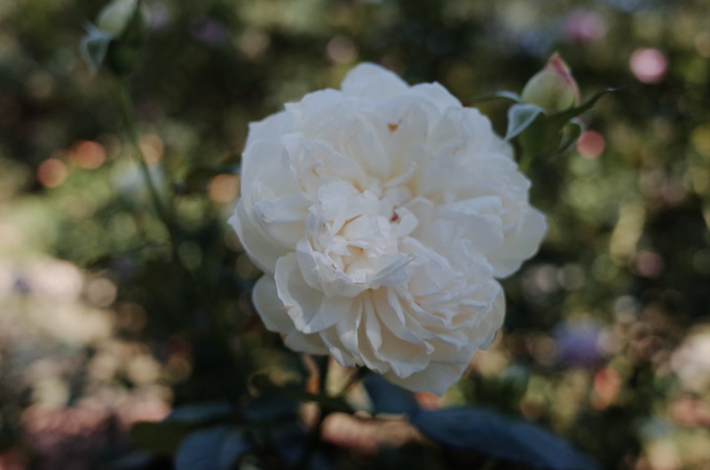 神戸布引ハーブ園白バラ