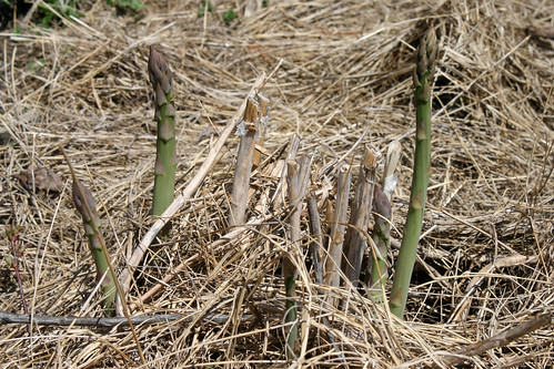 asparagus 072