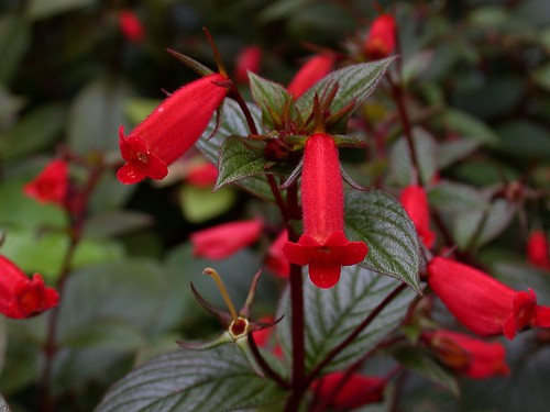 Seemannia 'Little Red'